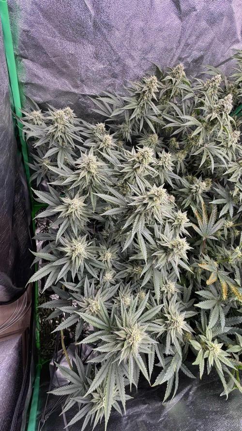 Diesel and Decay. Week 9 - Biskante x Kryptochronic 