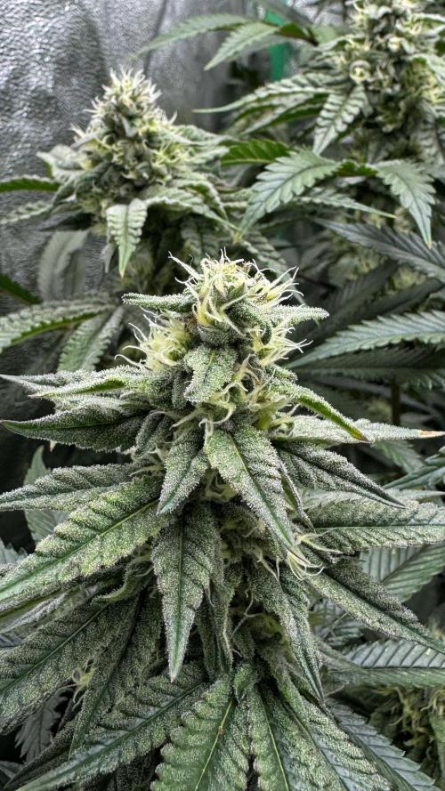 Diesel and Decay. Week 9 - Biskante x Kryptochronic 