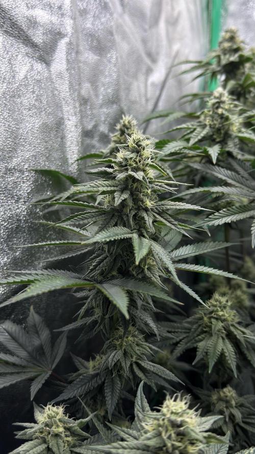 Diesel and Decay. Week 9 - Biskante x Kryptochronic 