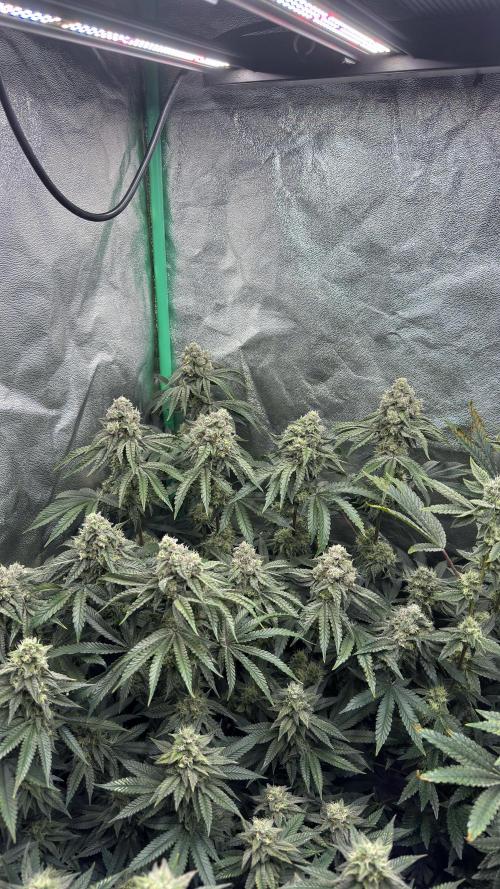 Diesel and Decay. Week 10