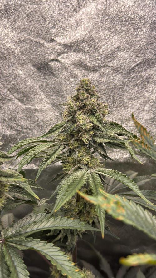 Diesel and Decay. Week 10