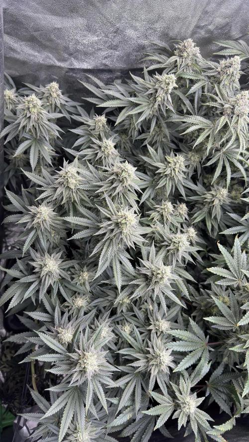 Diesel and Decay. Week 10