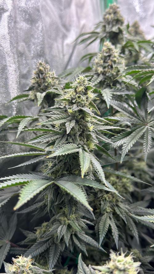 Diesel and Decay. Week 10