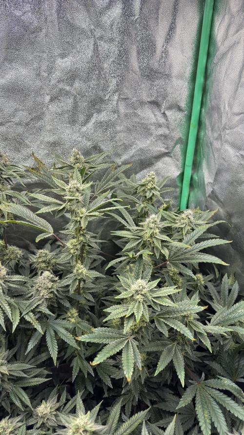 Diesel and Decay. Week 10