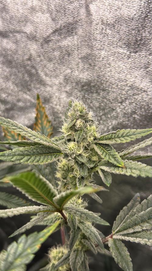 Diesel and Decay. Week 10