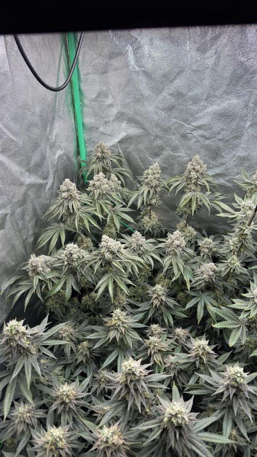 Diesel and Decay. Week 11