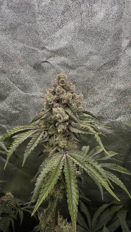 Diesel and Decay. Week 11