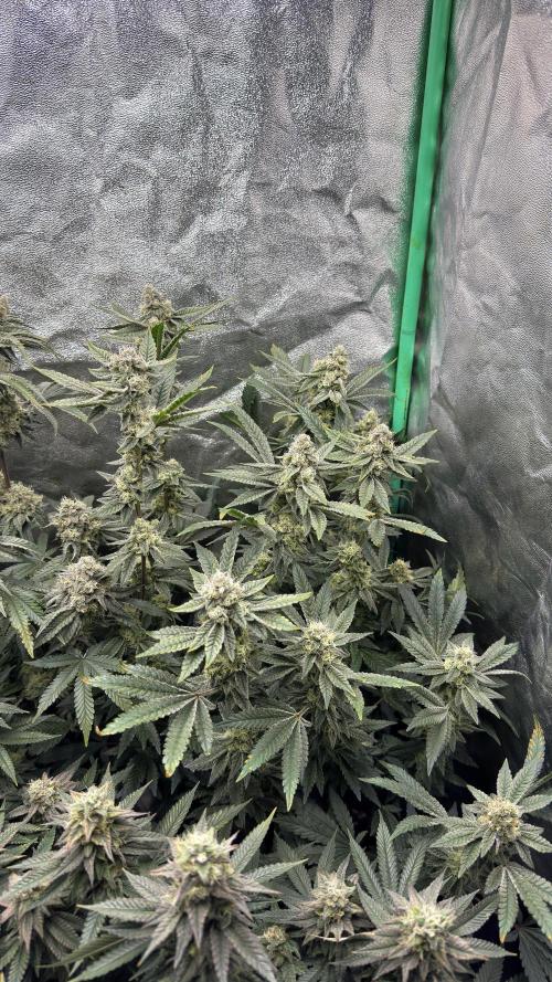 Diesel and Decay. Week 11