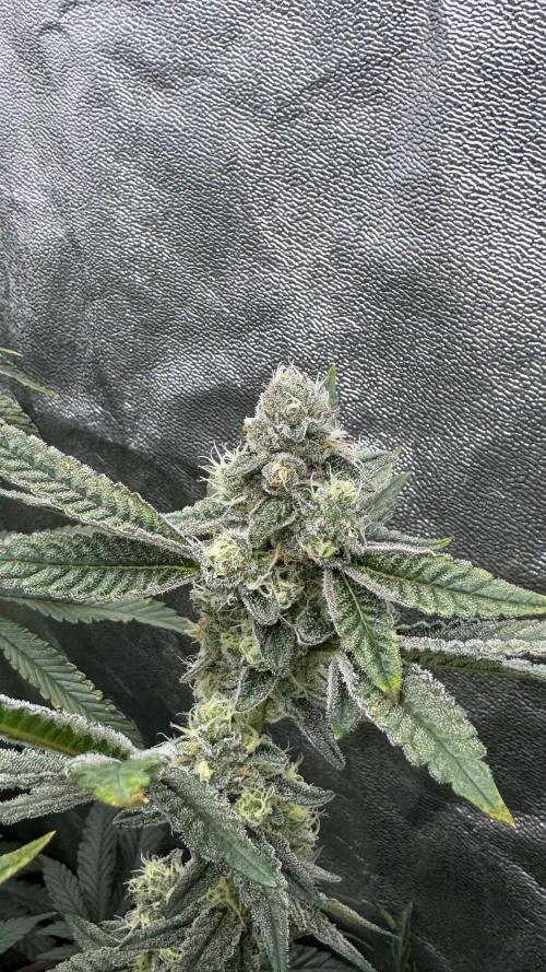 Diesel and Decay. Week 11