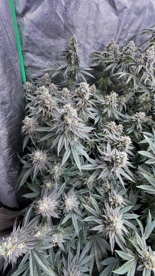 Diesel and Decay. Week 11