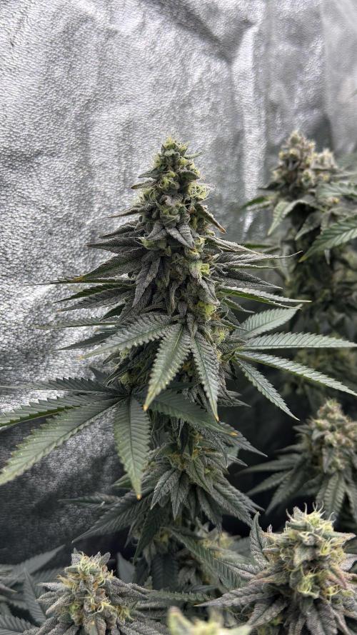 Diesel and Decay. Week 11