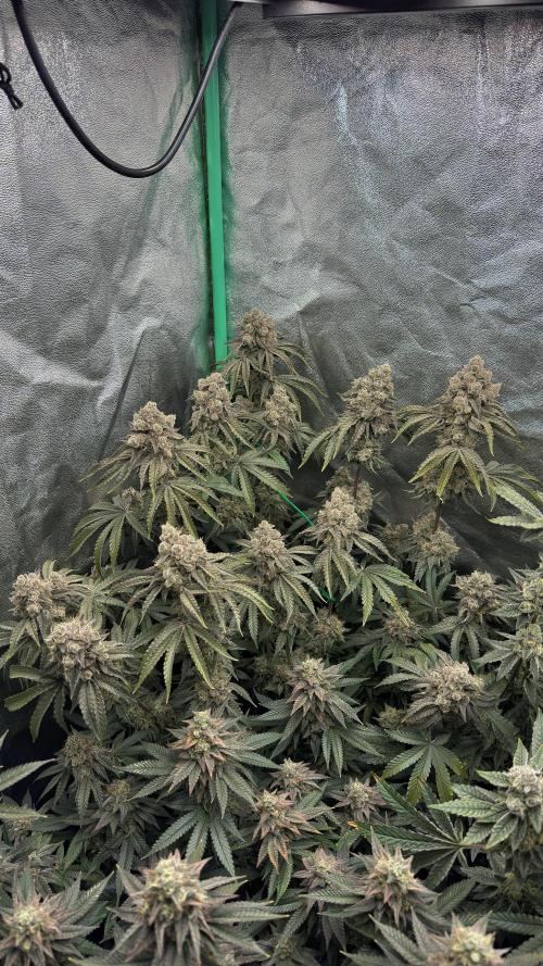 Diesel and Decay. Week 12