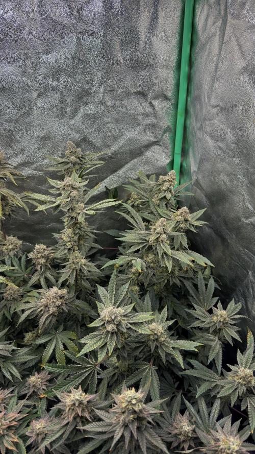 Diesel and Decay. Week 12