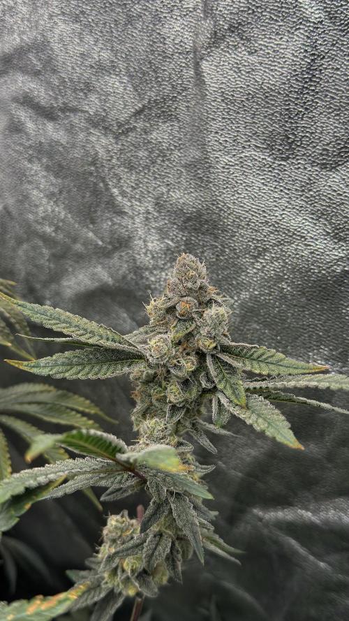 Diesel and Decay. Week 12