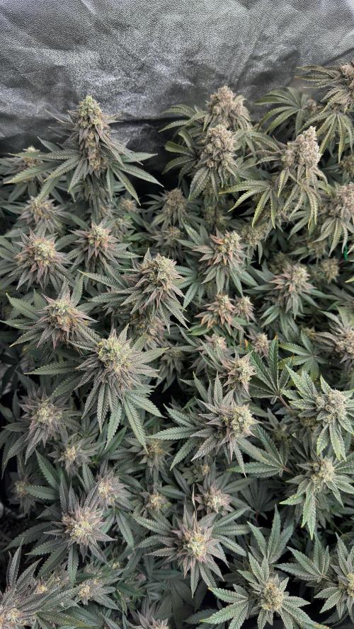 Diesel and Decay. Week 12