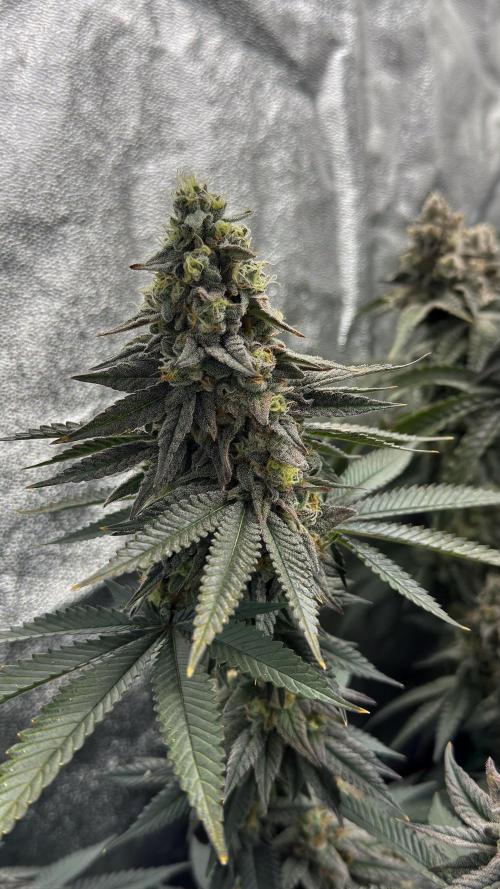 Diesel and Decay. Week 12