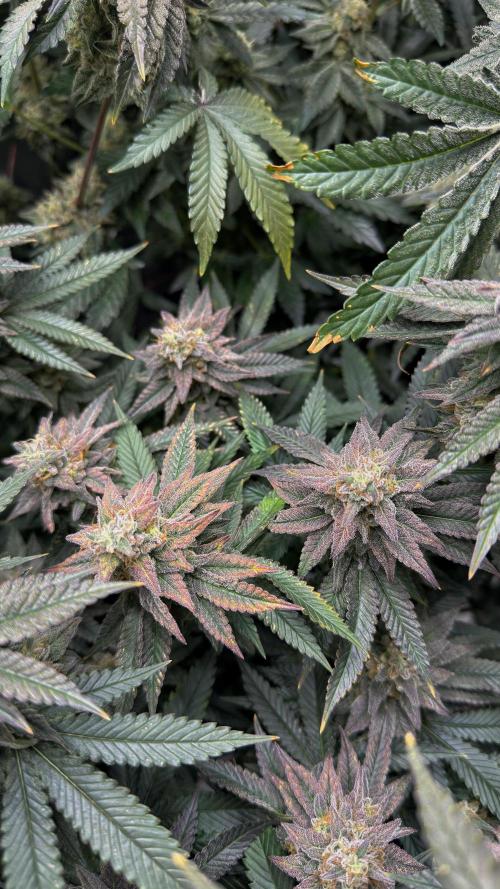 Diesel and Decay. Week 12