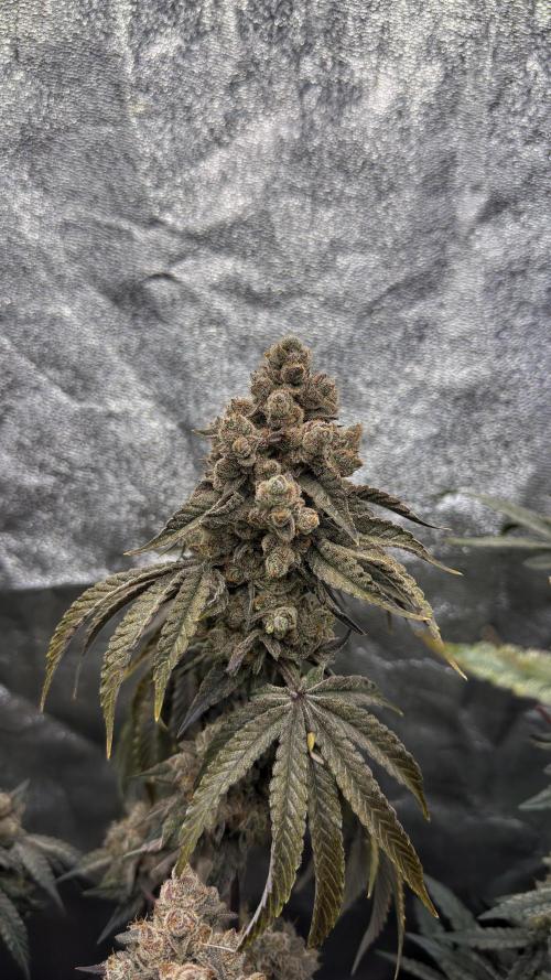 Diesel and Decay. Week 13