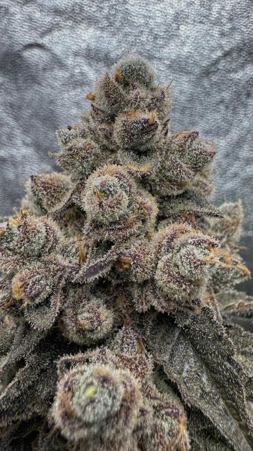 Diesel and Decay. Week 13