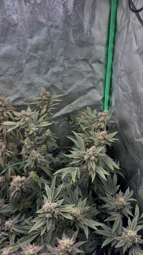 Diesel and Decay. Week 13