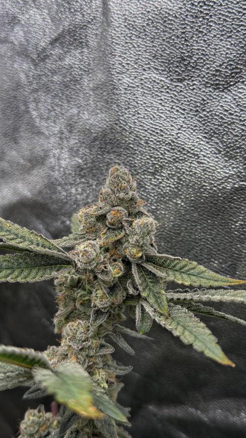 Diesel and Decay. Week 13