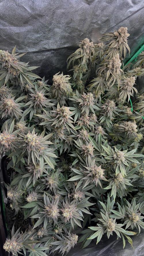 Diesel and Decay. Week 13