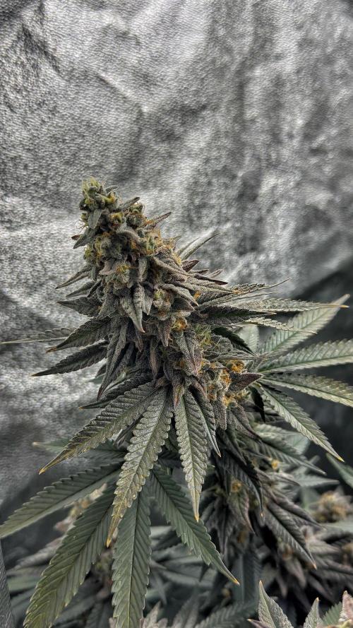 Diesel and Decay. Week 13