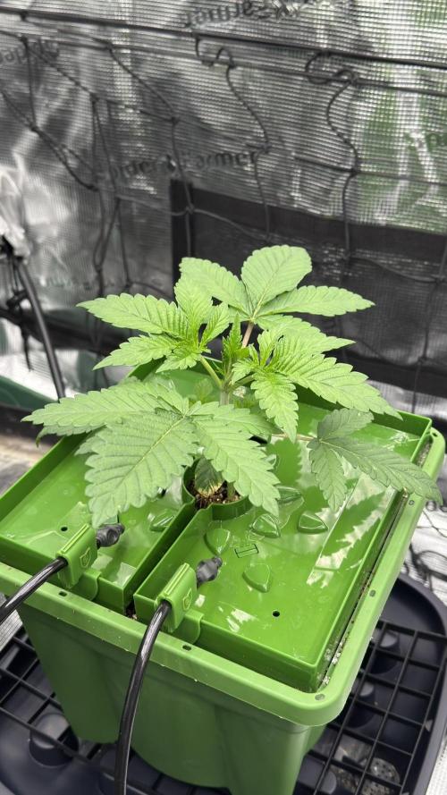 The Dual Ritual [GrapePak x Barf Breath]. Week 3 - D20