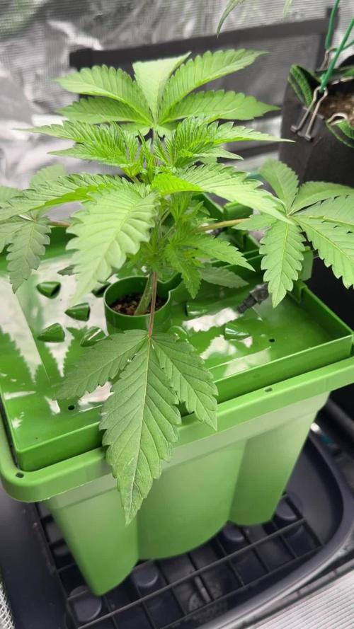 The Dual Ritual [GrapePak x Barf Breath]