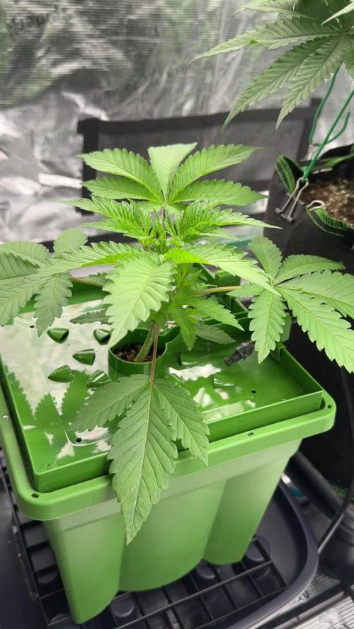 The Dual Ritual [GrapePak x Barf Breath]