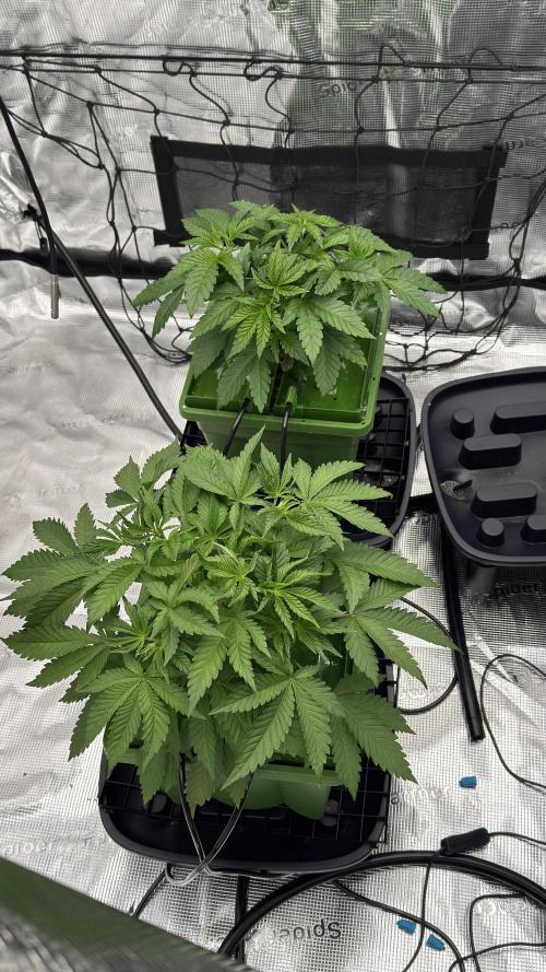 The Dual Ritual [GrapePak x Barf Breath]. Week 4