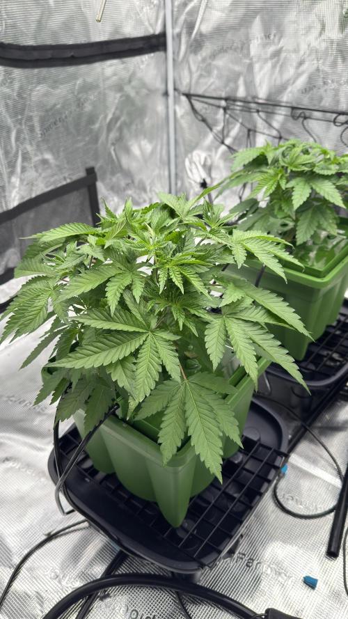 The Dual Ritual [GrapePak x Barf Breath]. Week 4