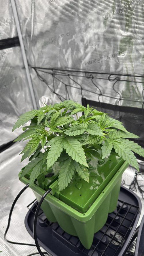 The Dual Ritual [GrapePak x Barf Breath]. Week 4