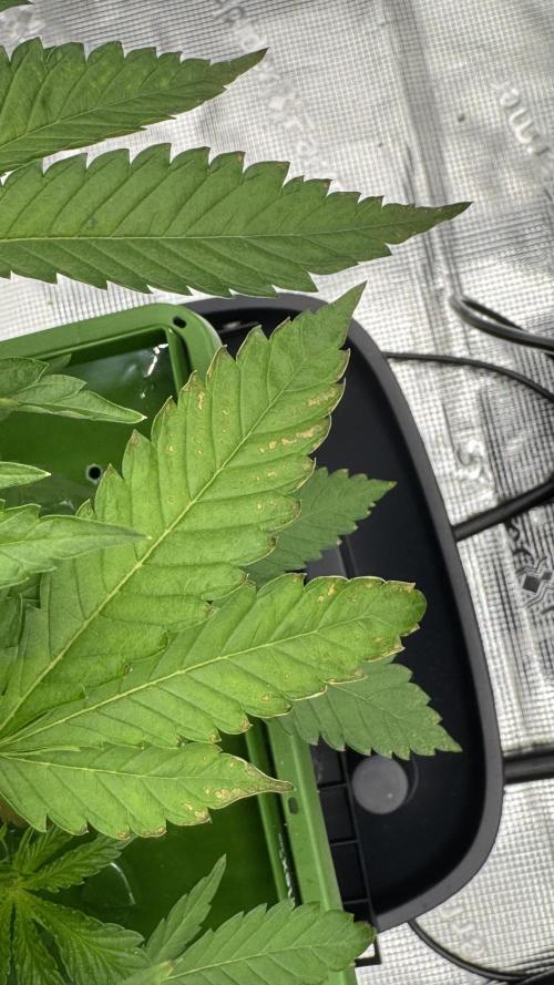 The Dual Ritual [GrapePak x Barf Breath]. Week 4