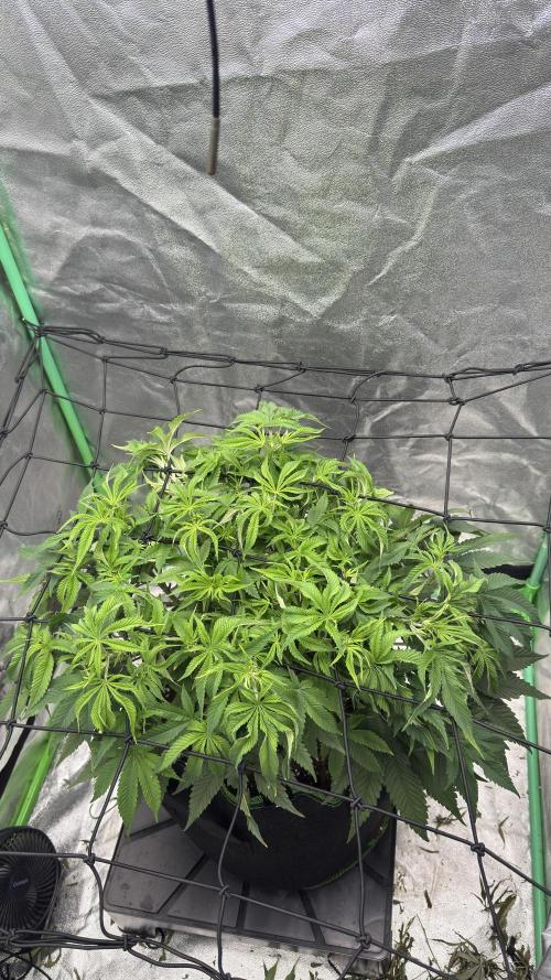 Step-Grower, Help! I'm Stuck (with BBC). Week 7