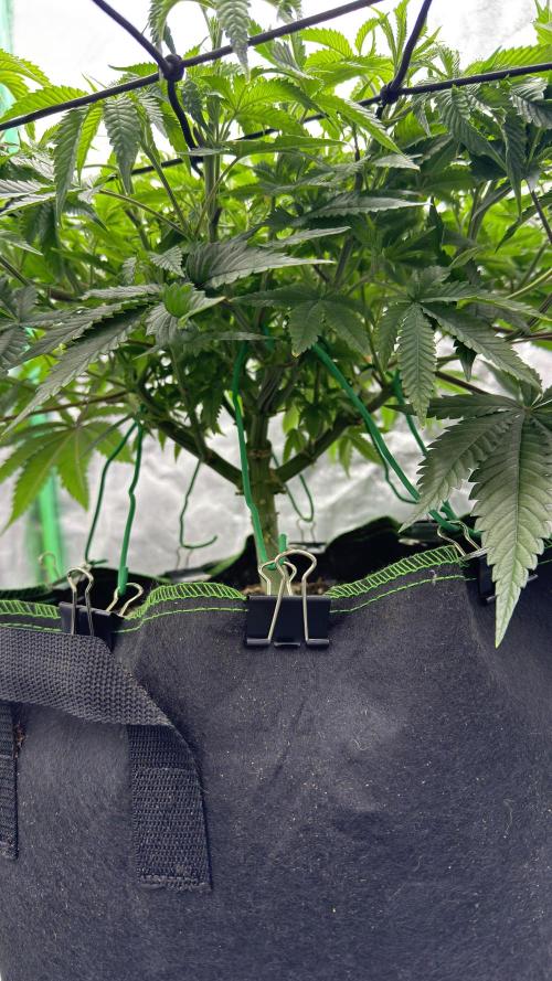 Step-Grower, Help! I'm Stuck (with BBC). Week 7