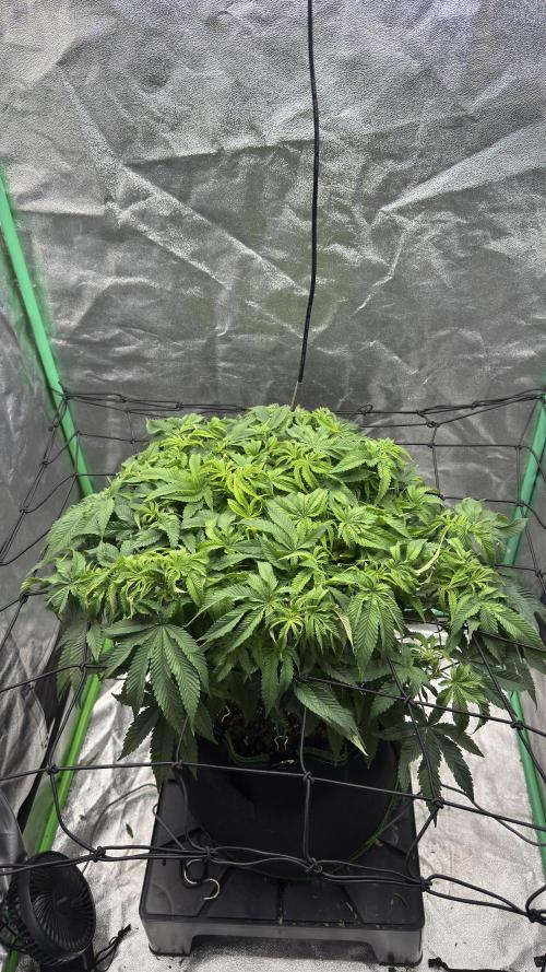 Step-Grower, Help! I'm Stuck (with BBC). Week 8
