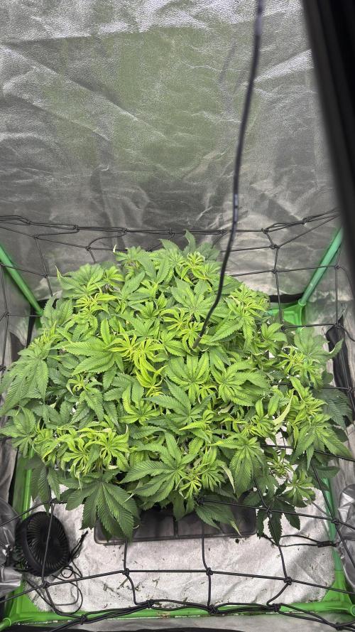 Step-Grower, Help! I'm Stuck (with BBC). Week 8