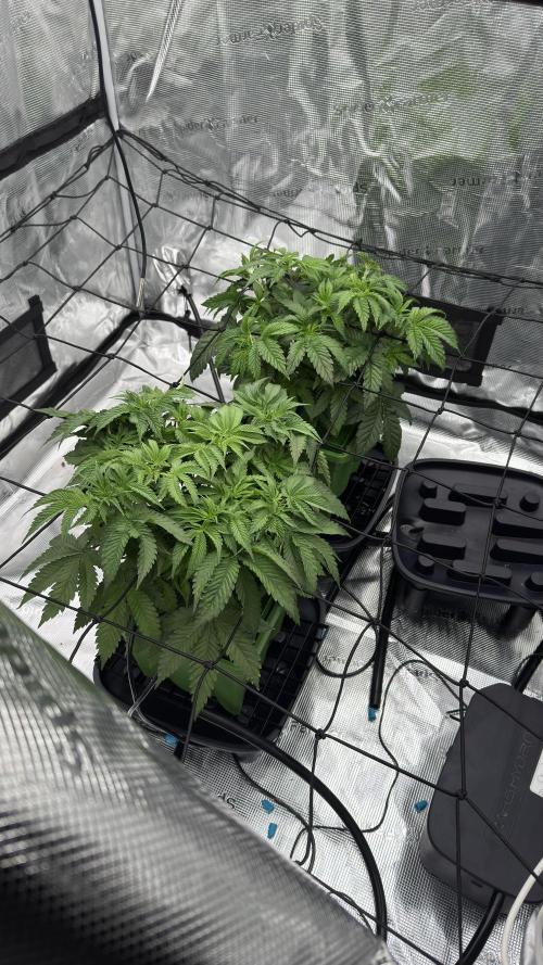 The Dual Ritual [GrapePak x Barf Breath]. Week 5