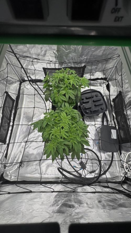 The Dual Ritual [GrapePak x Barf Breath]. Week 5