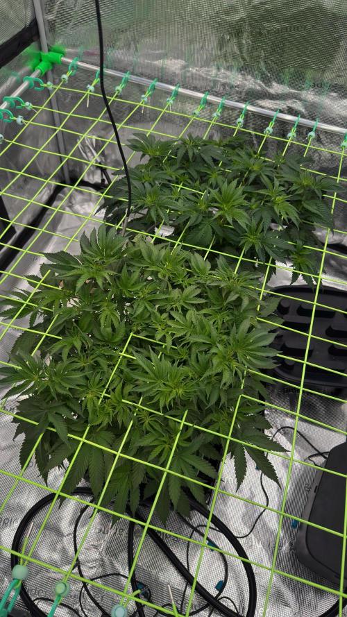 The Dual Ritual [GrapePak x Barf Breath]. Week 6