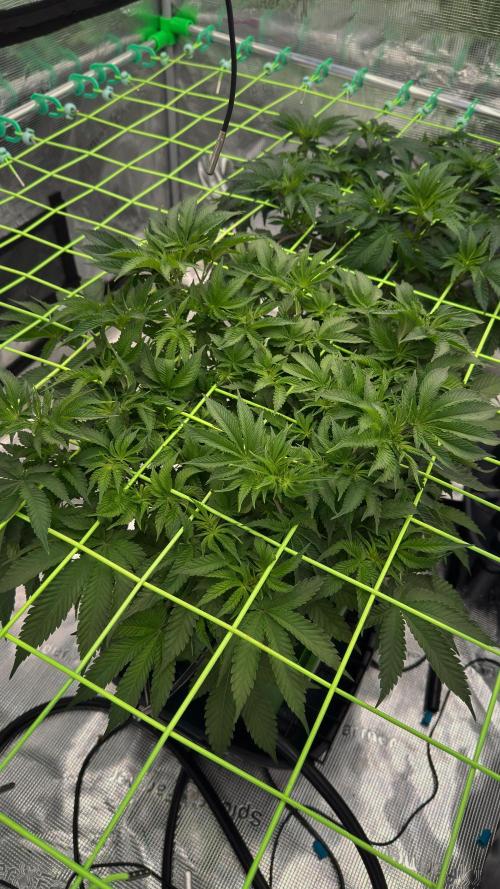 The Dual Ritual [GrapePak x Barf Breath]. Week 6