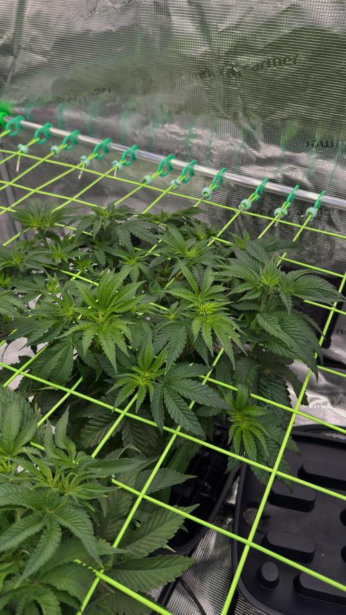 The Dual Ritual [GrapePak x Barf Breath]. Week 6
