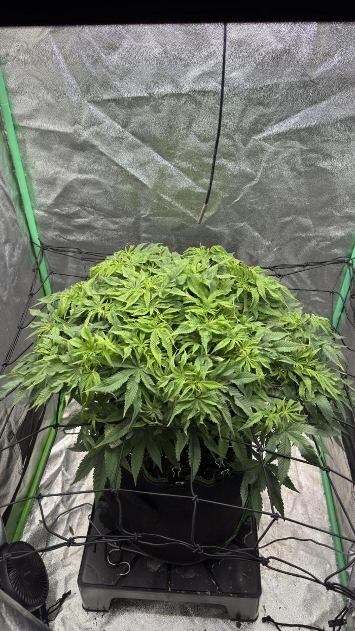 Step-Grower, Help! I'm Stuck (with BBC). Week 9