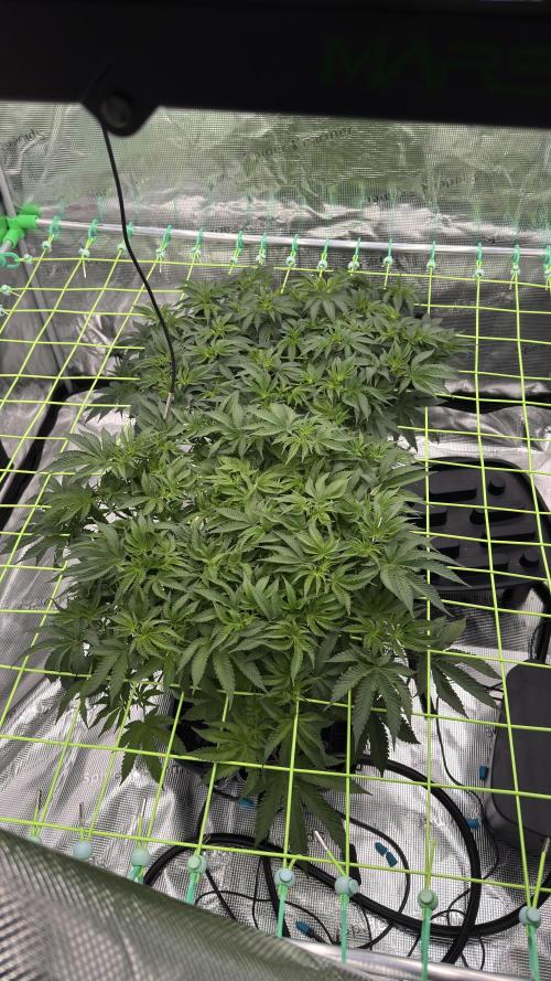 The Dual Ritual [GrapePak x Barf Breath]. Week 7