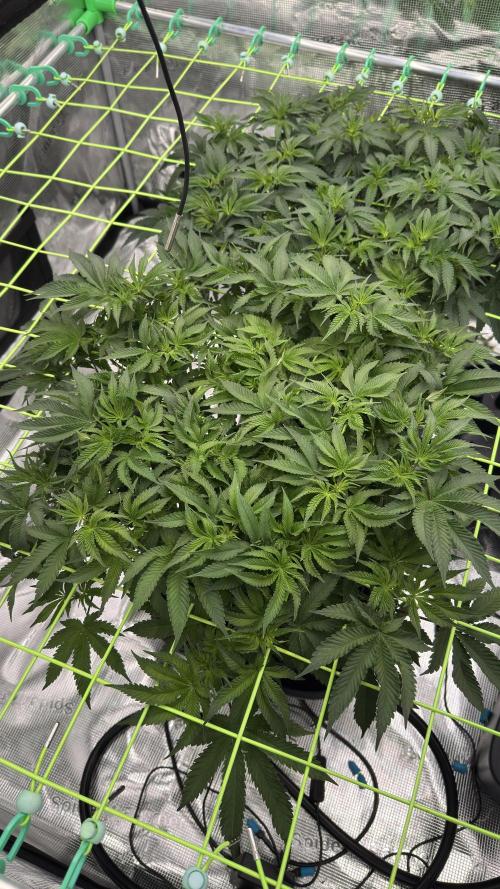 The Dual Ritual [GrapePak x Barf Breath]. Week 7