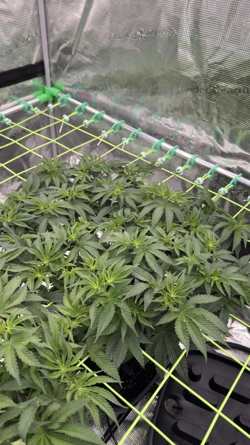 The Dual Ritual [GrapePak x Barf Breath]. Week 7