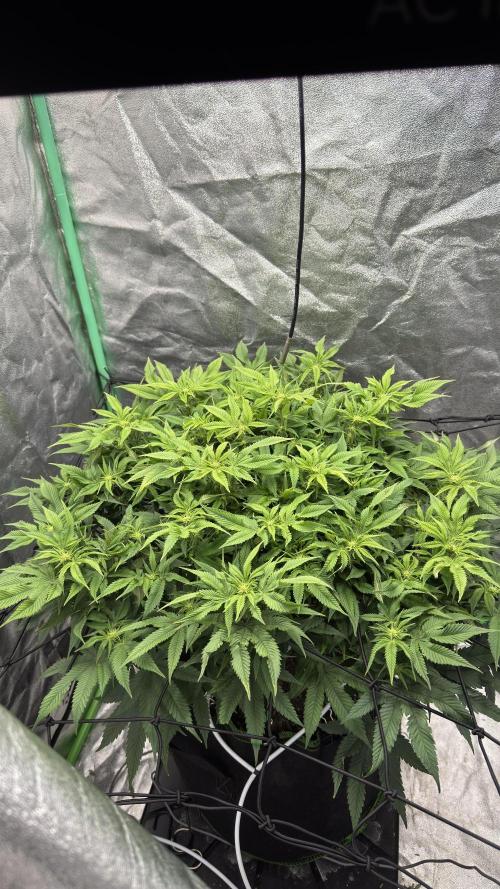 Step-Grower, Help! I'm Stuck (with BBC). Week 10