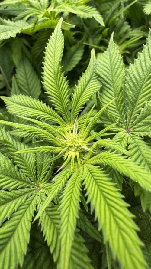 Step-Grower, Help! I'm Stuck (with BBC). Week 10