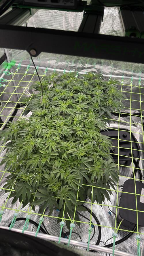 The Dual Ritual [GrapePak x Barf Breath]. Week 8